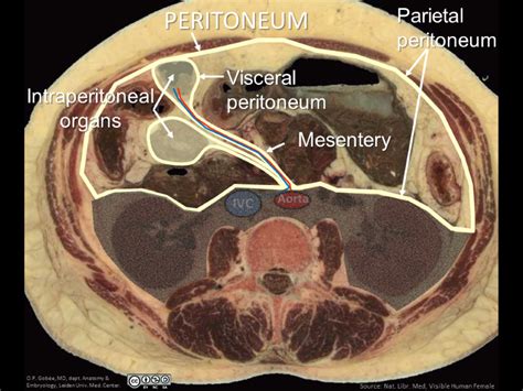 Retroperitoneal Structures