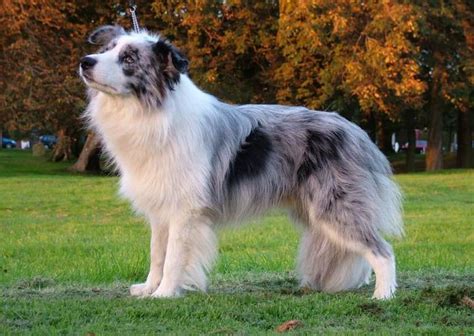 The Blue Merle Border Collie: 5 Things You Didn't Know