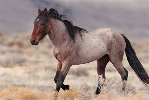 Horse Heaven | Horses, Mustang horse, Horse breeds