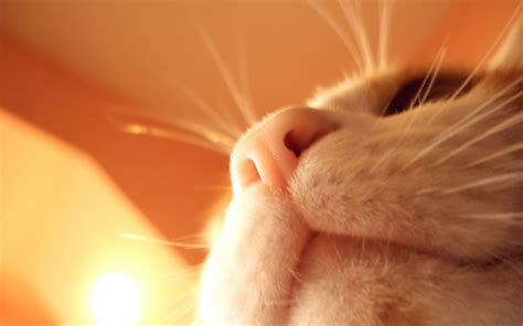 Download Animal Cat 4k Ultra HD Wallpaper