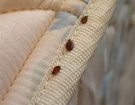 Carpet Beetles And Bed Bugs At The Same Time | Review Home Co