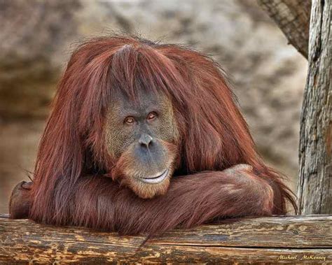 The Endangered Orangutan and the Things That Threaten Its Survival - HubPages