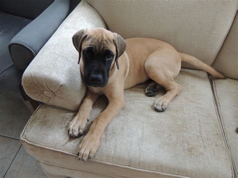 English Mastiff Puppies For Sale | Jacksonville, FL #338014