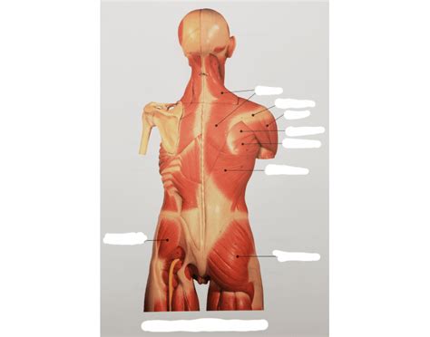 Anat/Phys L: Skeletal Muscle Quiz