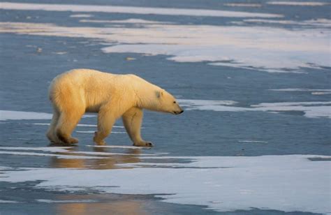 Without action on climate change, say goodbye to polar bears - The Washington Post