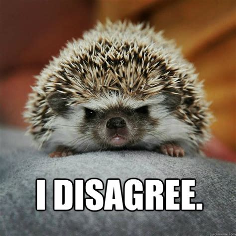 I disagree. - Angry Hedgehog - quickmeme