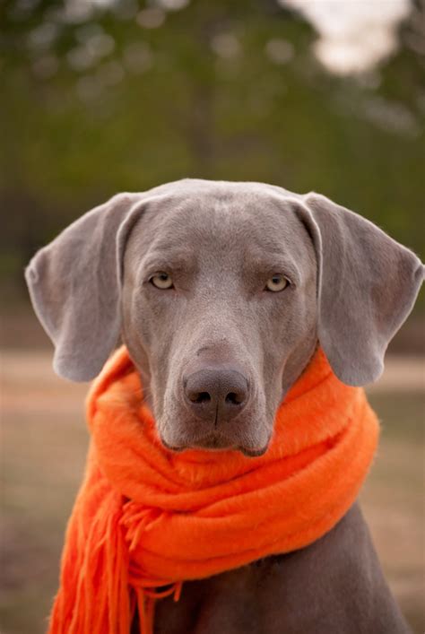 Free Images : puppy, animal, cute, canine, love, pet, brown, friendship, scarf, friend ...