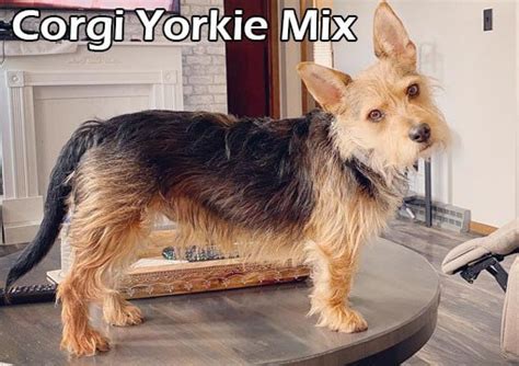 Meet the Adorable Corgi Yorkie Mix - The Perfect Companion