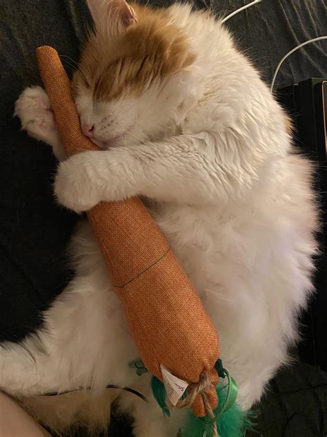 My rabbit loves his carrot : aww