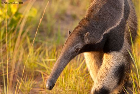 Contributing to a sustainable wildlife management in Guyana | SEI