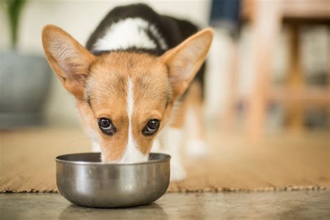 Corgi Feeding Chart: The 4.1.1. On Eating Right