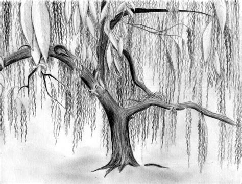 weeping willow drawing - Google Search | tatoos | Willow tree art, Tree ...