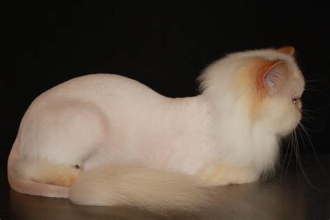 Persian Cat Haircut Styles - Best Haircut 2020