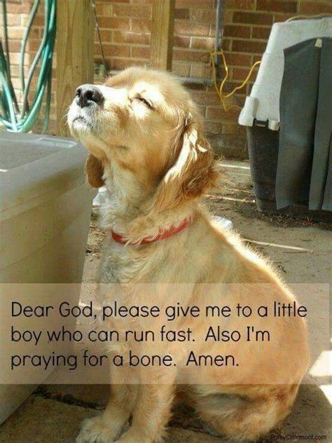 Dear God | Dog praying, Dear god, Cute dogs