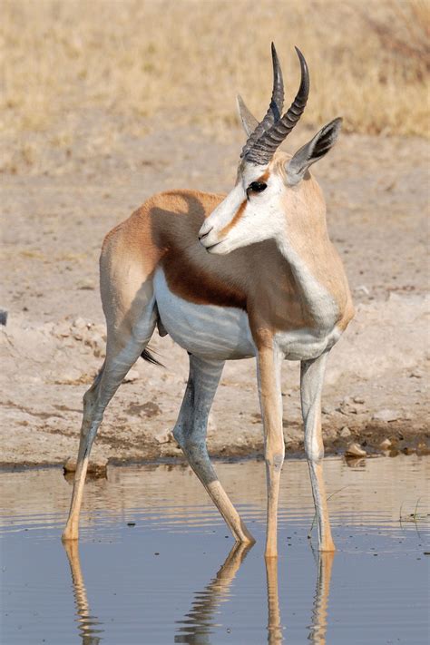 Springbok in the Etosha National Park. | Animali, Natura, Pecora