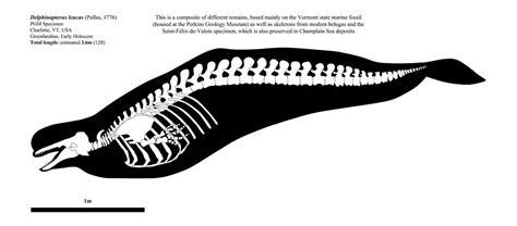 Skeletal Anatomy | Beluga Whale by Ceratopsia on DeviantArt