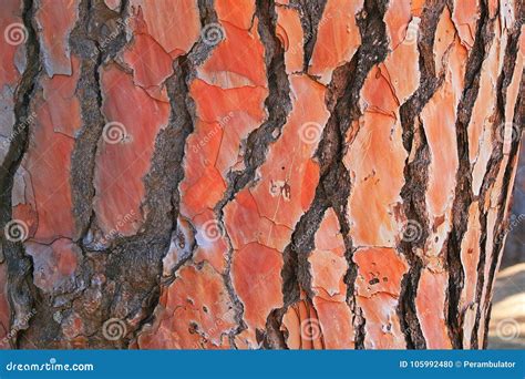 RUST COLOURED BARK of PINE TREE Stock Photo - Image of pattern, bright: 105992480