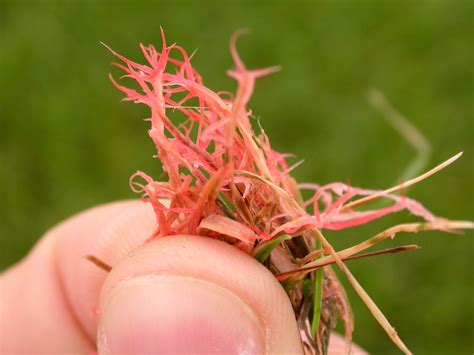 Red Thread in Your Lawn. How to Identify and Correct It.