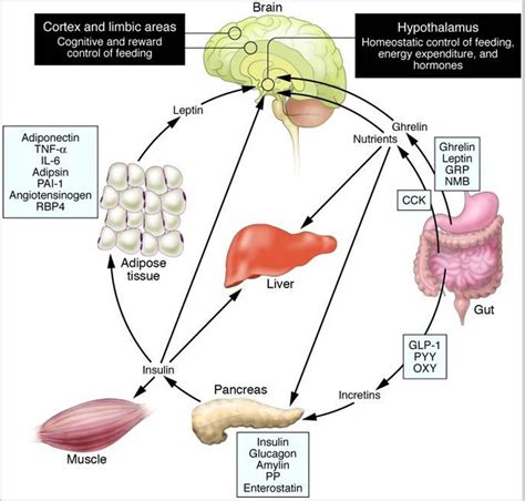 What is the Leptin Hormone Function and how does it control body weight