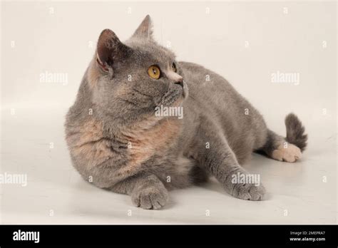 Cat lying on side, looking up Stock Photo - Alamy