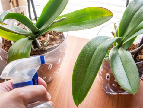 4 Easy Ways to Propagate Your Orchid - Backyard Boss