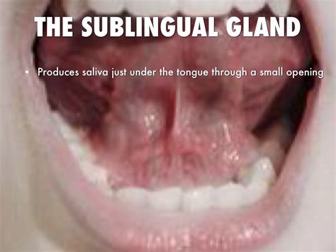 Salivary Glands Under Tongue