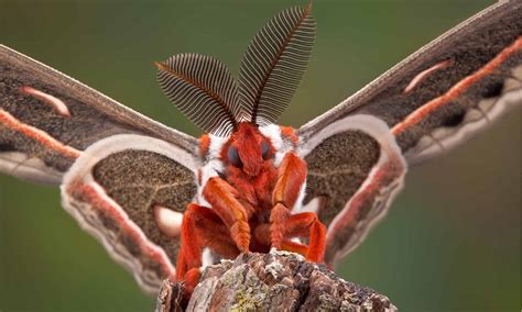 Cecropia Moth Pictures - AZ Animals