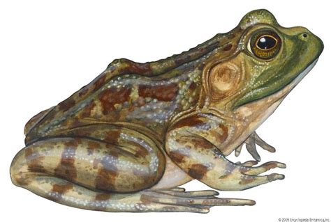 Bullfrog | amphibian | Britannica