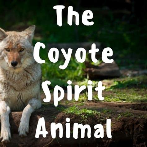 The Coyote Spirit Animal and Totem Meanings - Yocean Yogi
