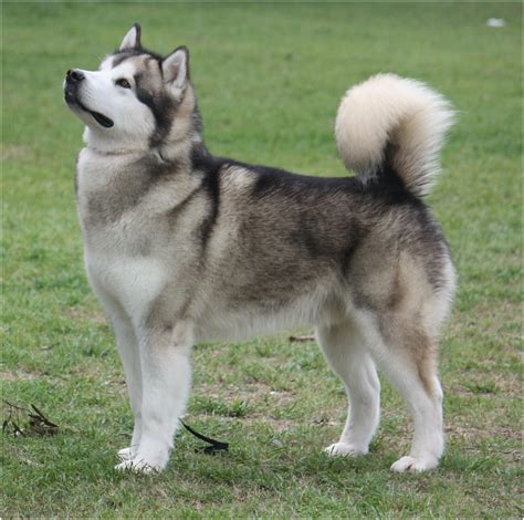 Alaskan Husky - Breed Temperament, Lifespan, Shedding, Puppy