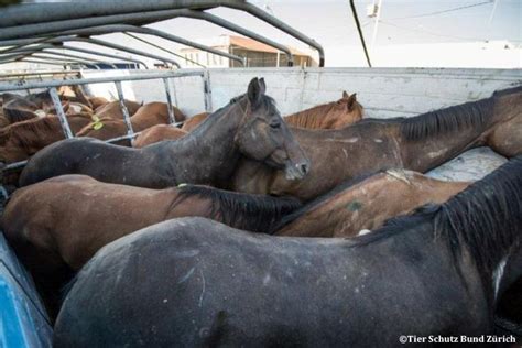 Viande de cheval importée : une nouvelle règle européenne risque d’aggraver la souffrance des ...