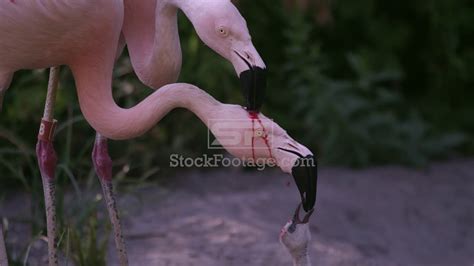 Two adult flamingos trying to feed the same chick with red crop milk - YouTube