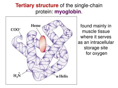 PPT - Tertiary Structure PowerPoint Presentation, free download - ID ...