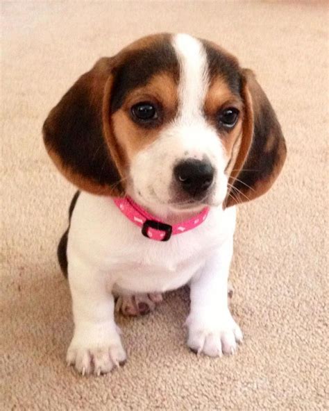 My Lucy (pocket beagle) #BeagleCute #beaglefunny | Beagle dog, Beagle, Cute beagles