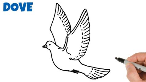 How to Draw a Dove Easy | Animals Drawings - YouTube