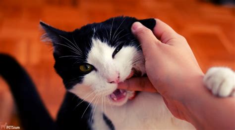 Aggressive Cat Behavior - Petsium