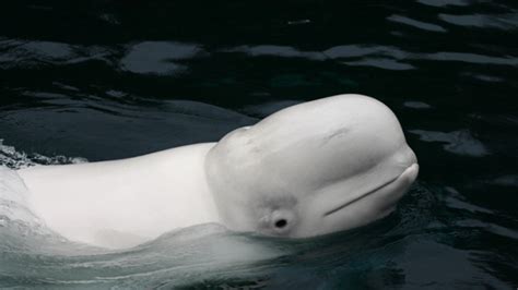 10 Playful Facts About Beluga Whales | Mental Floss