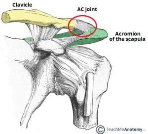 The Acromioclavicular Joint - Structure - Movement - TeachMeAnatomy