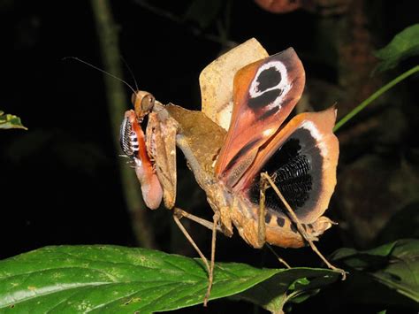 Giant Dead Leaf Mantis | Project Noah