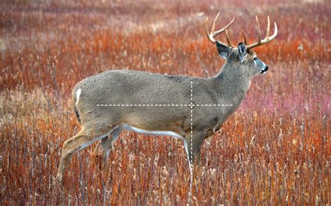 Improved Shot Placement for Enhanced Hunting Success | National Deer Association