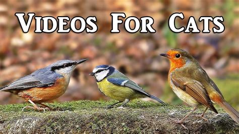 Videos for Cats to Watch : Woodland Birds Spectacular - YouTube