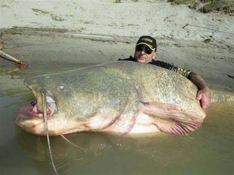 Puede Parecer Una Foto Editada, Pero Este Mutante Bagre Gigante Es 100% Real. OMG!!! - ABC PARAGUAY