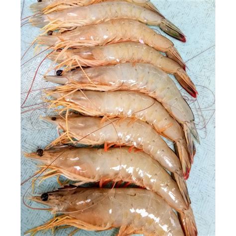 Jual UDANG JERBUNG BESAR SEGAR SIZE 20/25 1KG | Shopee Indonesia