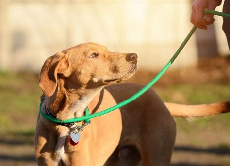 How To Choose The Best Type Of Leash For Your Dog | PetGuide