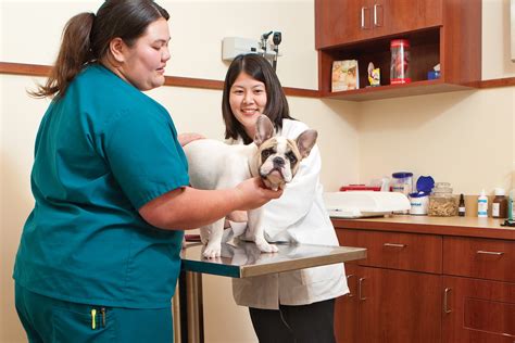 24/7-Care Helps Pet Hospital Grow - Hawaii Business Magazine