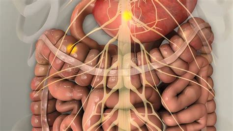 Anatomy of Human Digestive System Guts and Stomach Stock Illustration - Illustration of graph ...