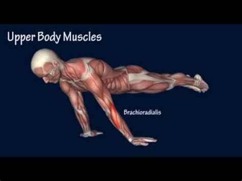 How to Planche Progression Muscle Anatomy Training Program ...