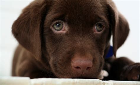 Chocolate Lab Puppy Wallpaper (60+ images)