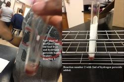 Part A - Normal Catalase Reaction - Enzyme Lab