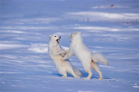 Alaska Magazine | 2020 Photo Contest Winners